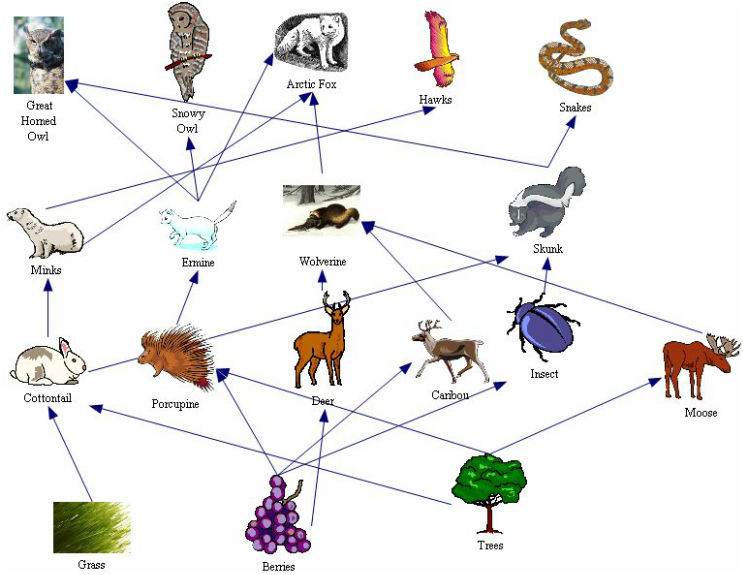Taiga Food Web: Interconnected Relationships between Flora and Fauna