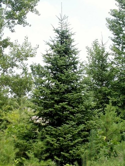fir balsam taiga tree alberta trees spruce biome flora pine coniferous plants native colorado forest weebly biotic factors